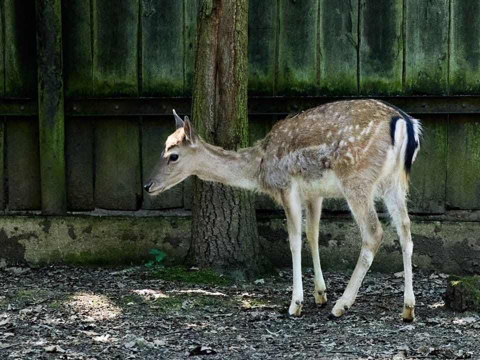 zoo koutek